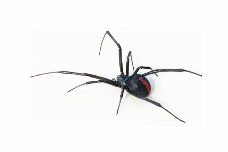 Araña