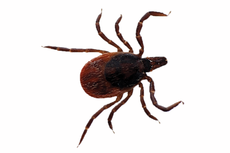 Garrapata