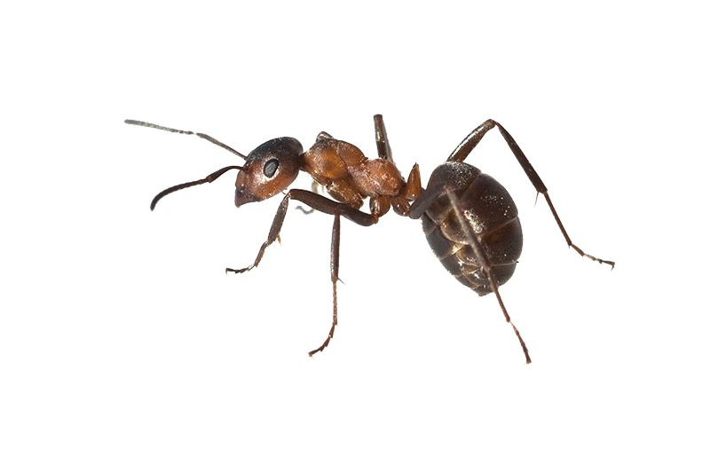 Hormiga