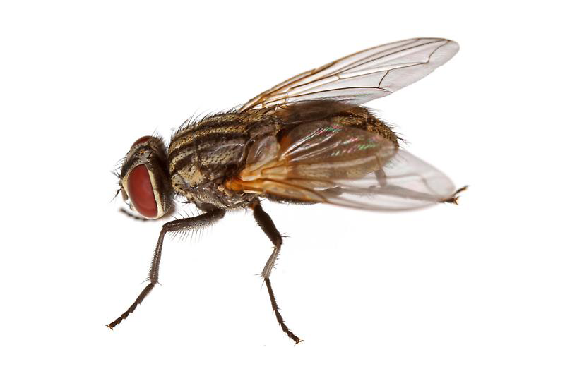 Mosca
