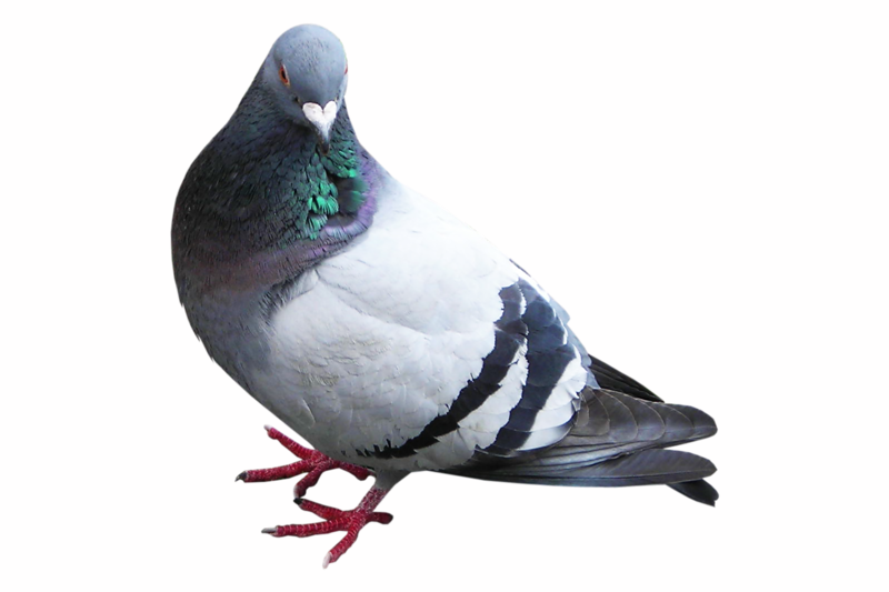 Palomas