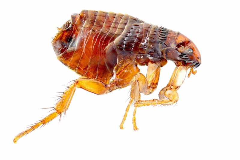 Pulga